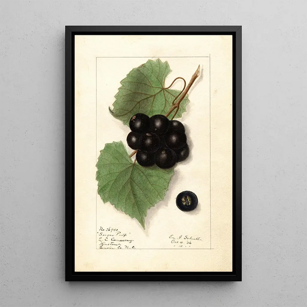 Ellen Isham Schutt - Vitis Sugar Pulp.webp