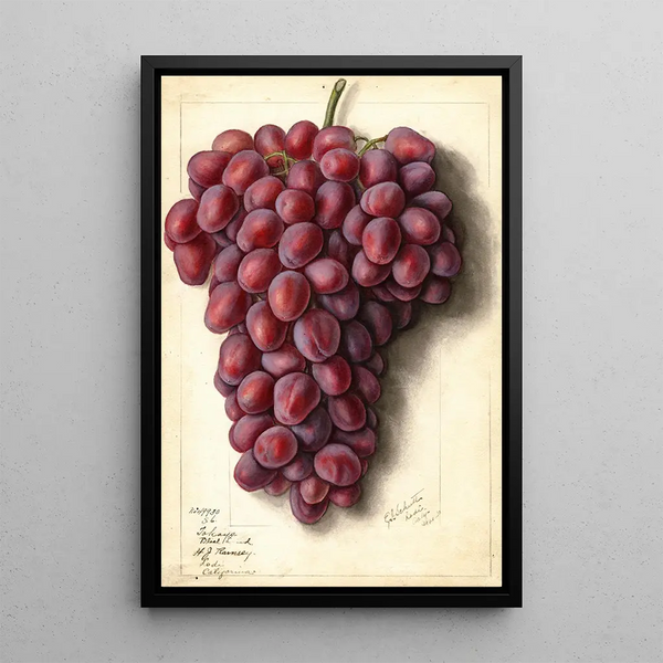 Ellen Isham Schutt - Vitis Takayo Black Land.webp