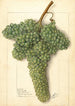 Vitis White Corinthe - Ellen Isham Schutt — näkymä teoksesta