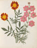 W-Album de fleurs en papier découpé pl. 17 - Ellen W. — näkymä teoksesta