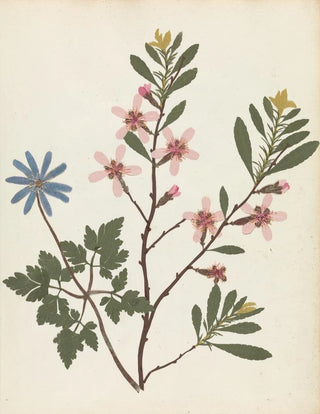 Ellen W - Album of cutpaper flowers Pl20.webp