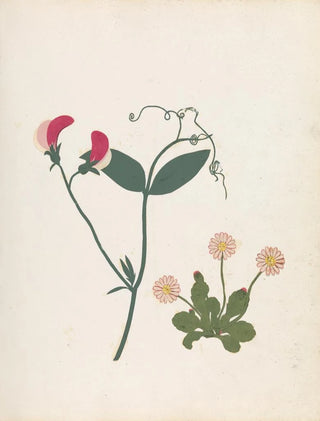 Ellen W - Album of cutpaper flowers Pl23.webp