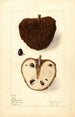Annona squamosa No - Elsie E. Lower — näkymä teoksesta