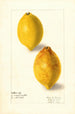Citrus limon - Elsie E. Lower — näkymä teoksesta