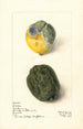 Citrus limon Lisbonne - Elsie E. Lower — näkymä teoksesta