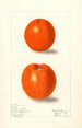 Citrus sinensis Canton - Elsie E. Lower — näkymä teoksesta