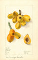 Eriobotrya japonica Oliver - Elsie E. Lower — näkymä teoksesta