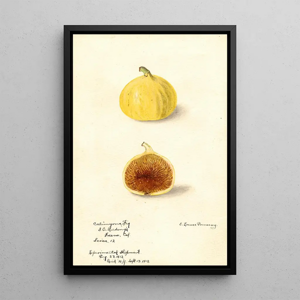 Elsie E Lower - Ficus Calimyrna fig.webp