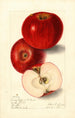 Malus domestica Lady Pippin Beach - Elsie E. Lower — näkymä teoksesta