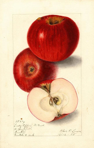 Elsie E Lower - Malus domestica Lady Pippin Beach.webp