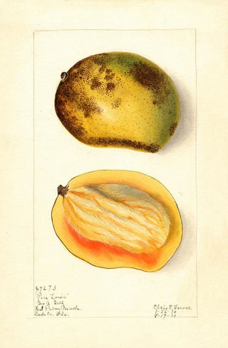 Elsie E Lower - Mangifera indica Pere Louis.webp
