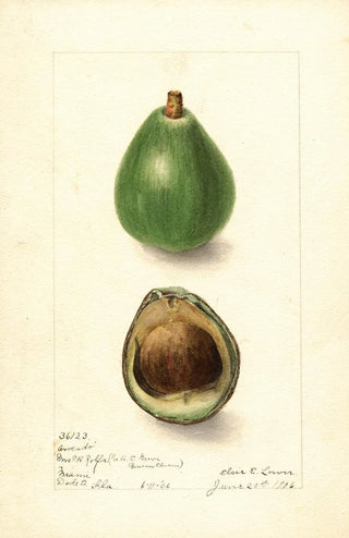 Elsie E Lower - Persea Avocado Seedling.webp
