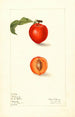 Prunus domestica Bilona - Elsie E. Lower — näkymä teoksesta