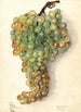 Vitis Malaga - Elsie E. Lower — näkymä teoksesta