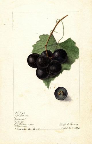 Elsie E Lower - Vitis Memory.webp