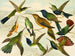 Oiseaux de paradis - Emil August Göldi — näkymä teoksesta