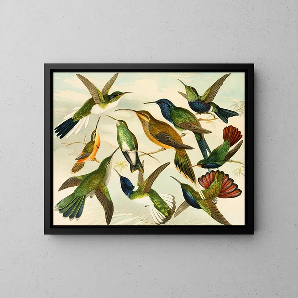 Oiseaux de paradis - Emil August Göldi — kehystetty taideteos seinällä