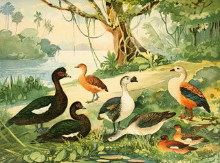 Emil August Gldi - Marreco Patos Marrecas.webp
