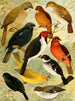 Trincaferro Azulo Cardinal Gallo do mato Serraserra Colleiro Cicarra - Emil August Göldi — näkymä teoksesta