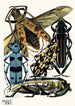 Insektit Maalaus Pl14 - Émile-Allain Séguy — näkymä teoksesta