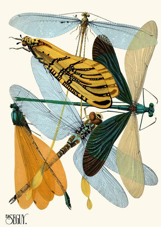 EmileAllain Sguy - Insectes Pl20.webp