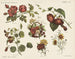 Fleurs - Emrik Binger — näkymä teoksesta