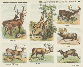 Emrik  Binger - Herkaauwende of tweehoevige dieren.webp