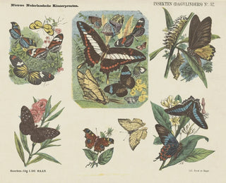 Insectes papillons diurnes - Emrik Binger — näkymä teoksesta