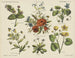 Fleurs des champs - Emrik Binger — näkymä teoksesta