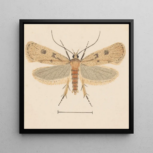 Entomologie aquarelle Pl133 - George Hudson