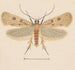 Entomologie akvarelli Pl133 - George Hudson — näkymä teoksesta