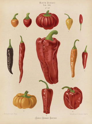 Ernst Benary - Capsicums or Chili Peppers.webp