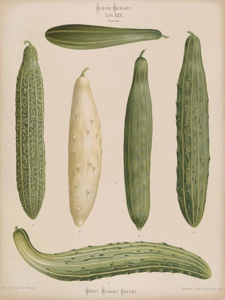 Ernst Benary - Frame Cucumbers.webp
