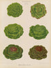 Variété de laitues de chou - Ernst Benary — näkymä teoksesta