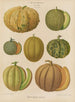 Melons - Ernst Benary — näkymä teoksesta