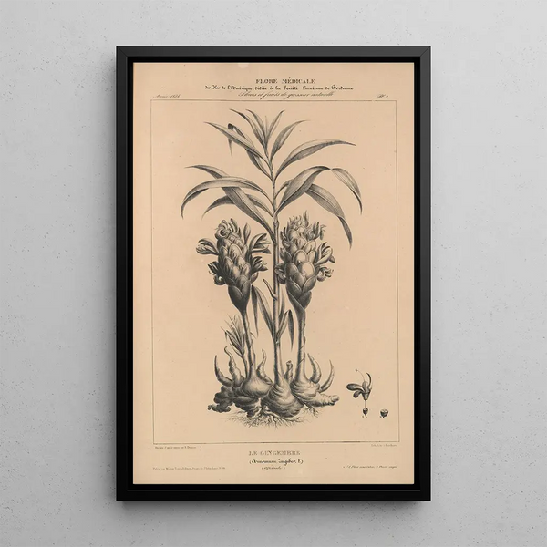 Etienne Denisse - Flore dAmerique Pl26.webp