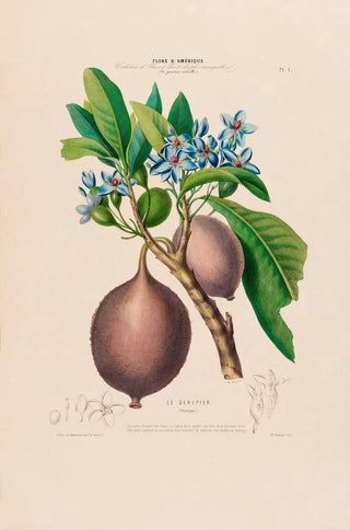 Etienne Denisse - Flore dAmerique dessinee dapres nature sur les lieux Pl001.webp