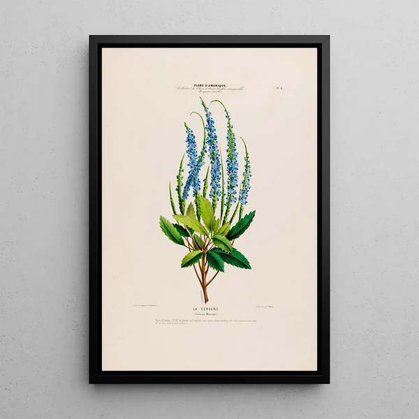 Etienne Denisse - Flore dAmerique dessinee dapres nature sur les lieux Pl003.webp