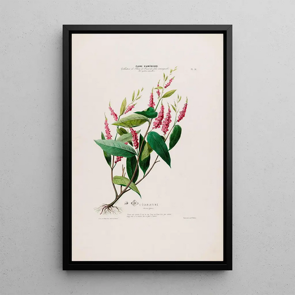 Etienne Denisse - Flore dAmerique dessinee dapres nature sur les lieux Pl016.webp