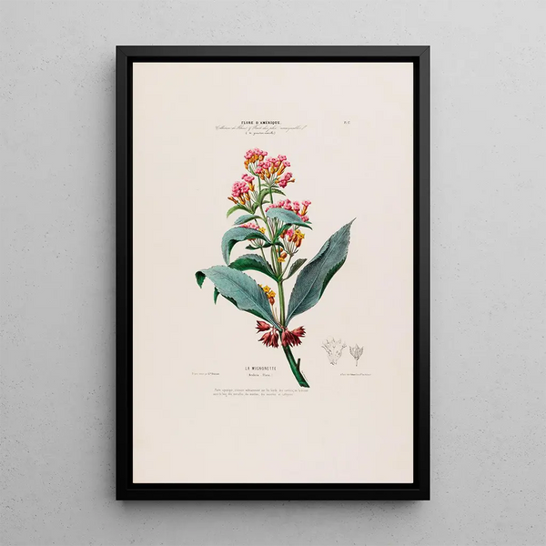 Etienne Denisse - Flore dAmerique dessinee dapres nature sur les lieux Pl017.webp