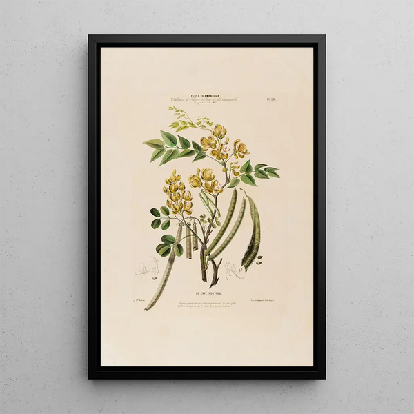 Etienne Denisse - Flore dAmerique dessinee dapres nature sur les lieux Pl028.webp
