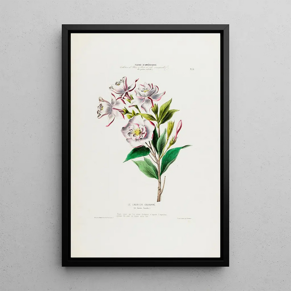 Etienne Denisse - Flore dAmerique dessinee dapres nature sur les lieux Pl031.webp