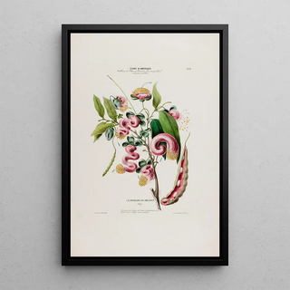 Etienne Denisse - Flore dAmerique dessinee dapres nature sur les lieux Pl032.webp