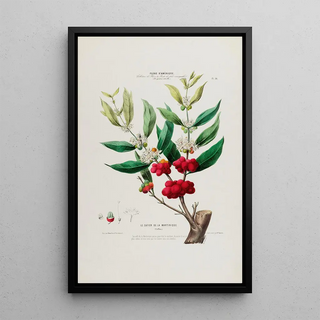 Etienne Denisse - Flore dAmerique dessinee dapres nature sur les lieux Pl036.webp