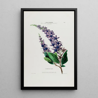 Etienne Denisse - Flore dAmerique dessinee dapres nature sur les lieux Pl038.webp