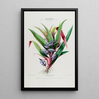 Etienne Denisse - Flore dAmerique dessinee dapres nature sur les lieux Pl044.webp