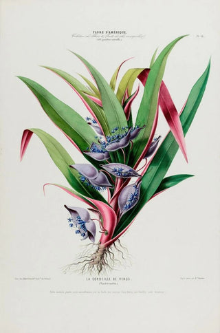 Etienne Denisse - Flore dAmerique dessinee dapres nature sur les lieux Pl044.webp