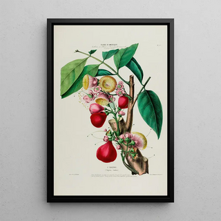 Etienne Denisse - Flore dAmerique dessinee dapres nature sur les lieux Pl047.webp