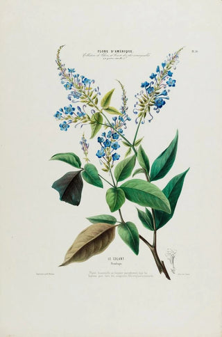 Etienne Denisse - Flore dAmerique dessinee dapres nature sur les lieux Pl050.webp