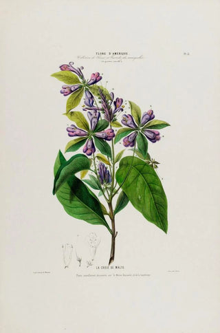 Etienne Denisse - Flore dAmerique dessinee dapres nature sur les lieux Pl051.webp